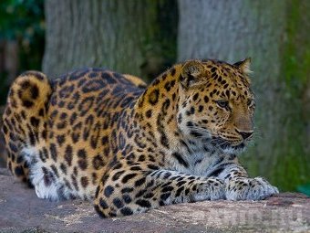 Дальневосточный леопард. Фото Amur Leopard/Wikipedia